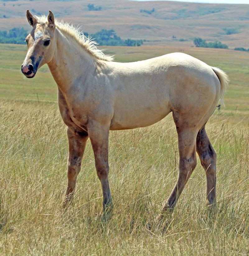 014 - Regal Miss Flit filly